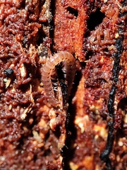 Blaniulidae