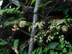Adiantum