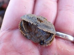 Hapalogaster cavicauda