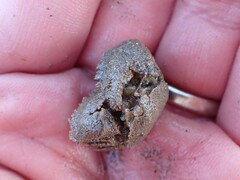 Hapalogaster cavicauda