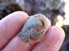 Hapalogaster cavicauda