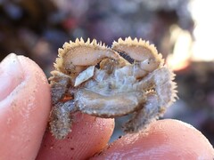 Hapalogaster cavicauda