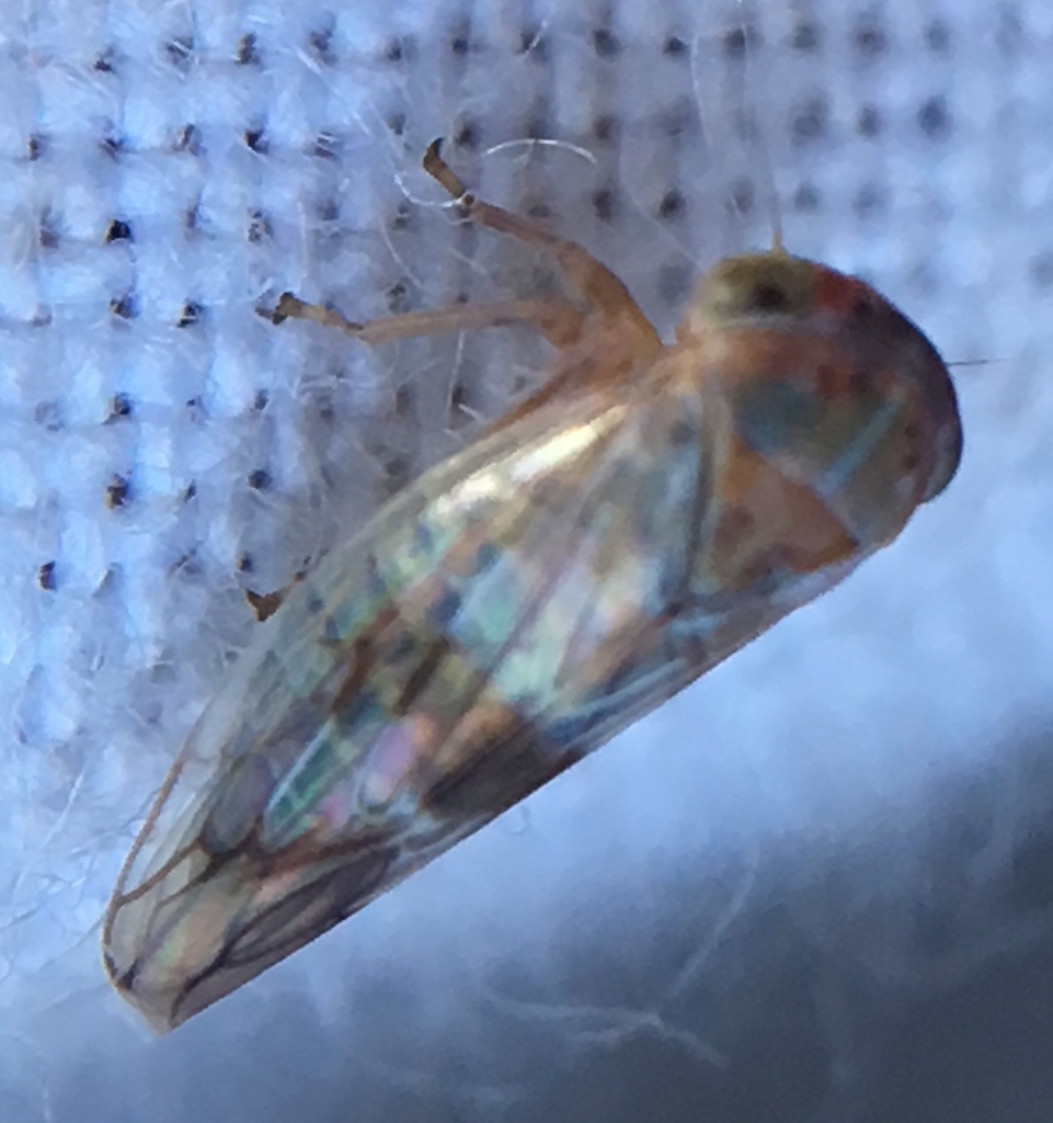 Leafhopper