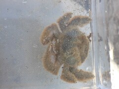 Hapalogaster cavicauda