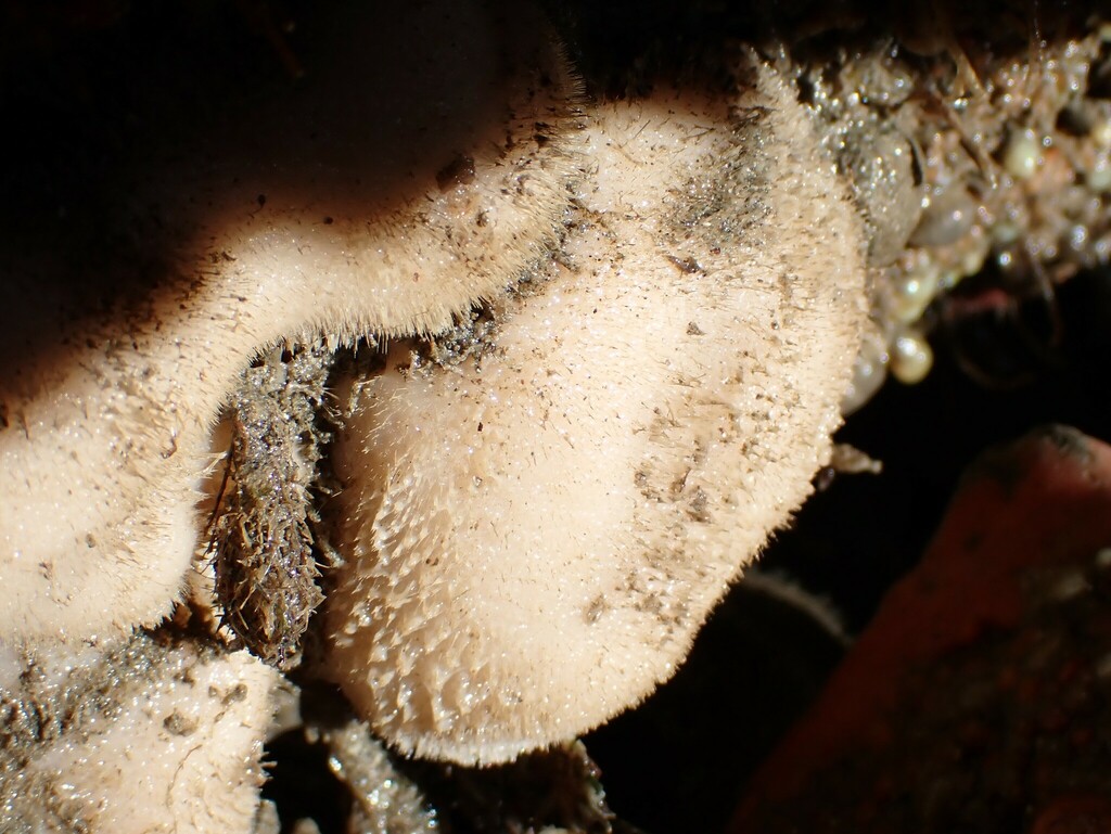 thick white horny sponge