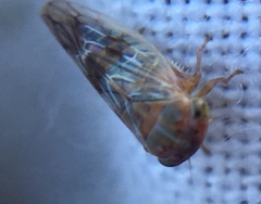 Tremulicerus distinguendus