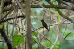 Phaethornis striigularis