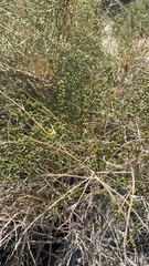 Ambrosia salsola