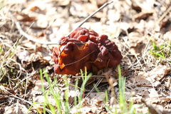 Gyromitra esculenta