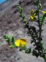 Adesmia atacamensis