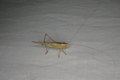 Conocephalus upoluensis