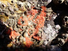 Endectyon hispitumulus