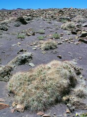 Maihueniopsis camachoi