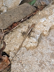 Sceloporus siniferus