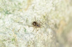 Nesticidae