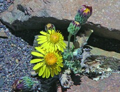 Trichocline caulescens