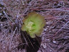 Maihueniopsis camachoi