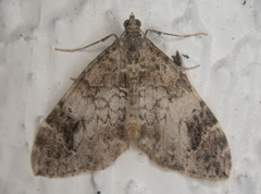 Dysstroma citrata
