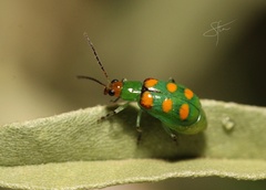 Diabrotica speciosa