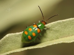 Diabrotica speciosa