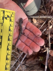 Plethodon glutinosus
