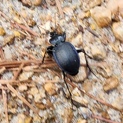 Carabus goryi