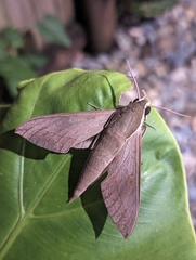 Theretra indistincta