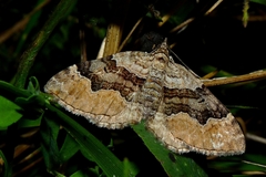 Xanthorhoe quadrifasiata