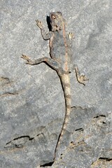 Agama anchietae