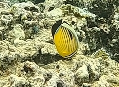 Chaetodon austriacus