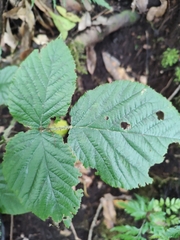 Rubus palmensis