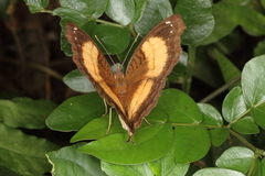 Junonia terea