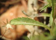 Atractylis cancellata