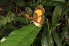 Junonia terea