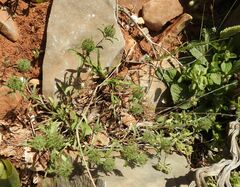 Atractylis cancellata