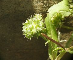 Valerianella discoidea