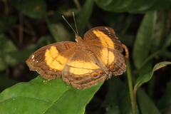 Junonia terea