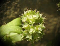 Valerianella discoidea