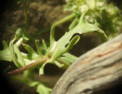 Valerianella discoidea