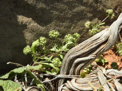 Valerianella discoidea