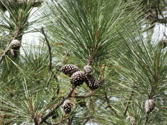 Pinus caribaea