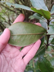 Heberdenia excelsa image