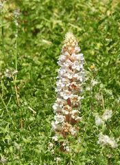 Orobanche crenata
