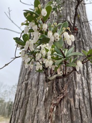 Pieris phillyreifolia