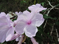 Ipomoea carnea