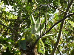 Aechmea bracteata