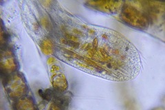 Ciliophora