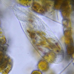 Ciliophora
