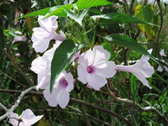 Ipomoea carnea