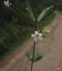 Biophytum albizzioides